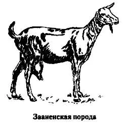 породи кіз