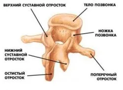 Хребет людини анатомія і будова (анатомія) Хребет людини анатомія і будова