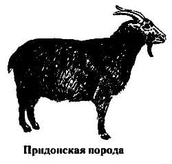 породи кіз