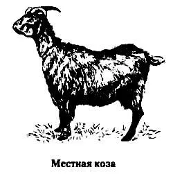 породи кіз