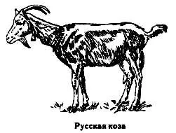породи кіз