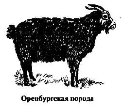 породи кіз