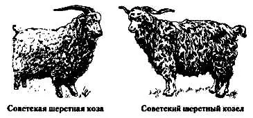 породи кіз