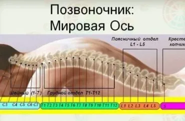 Хребет людини будова і відділи, схема, скільки відділів і що забезпечує гнучкість (хребет) Хребет людини будова і відділи, схема, скільки відділів і що забезпечує гнучкість