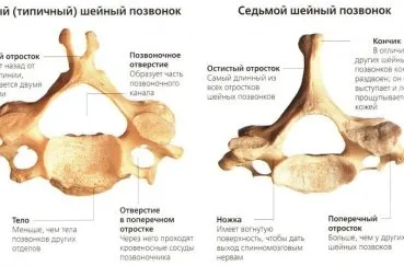 Хребет людини будова і відділи, схема, скільки відділів і що забезпечує гнучкість (відділи) Хребет людини будова і відділи, схема, скільки відділів і що забезпечує гнучкість