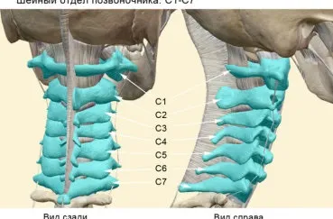 Хребет людини будова і відділи, схема, скільки відділів і що забезпечує гнучкість (хребет) Хребет людини будова і відділи, схема, скільки відділів і що забезпечує гнучкість