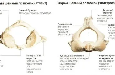 Хребет людини будова і відділи, схема, скільки відділів і що забезпечує гнучкість (відділи) Хребет людини будова і відділи, схема, скільки відділів і що забезпечує гнучкість