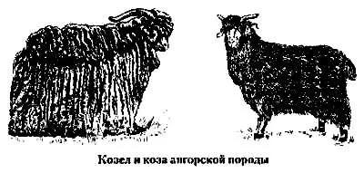 породи кіз