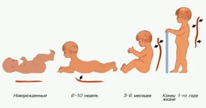 Хребетний стовп, енциклопедія (хребетний) Хребетний стовп, енциклопедія