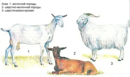 Породи кіз нубийские, Ламанча, міні кози, молочні та ін (тварини) Породи кіз нубийские, Ламанча, міні кози, молочні та ін