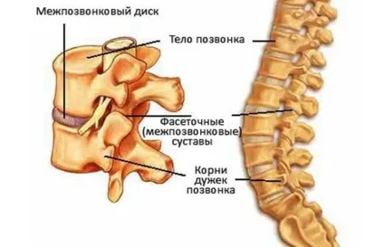 Хребет людини будова і відділи, схема, скільки відділів і що забезпечує гнучкість (людини) Хребет людини будова і відділи, схема, скільки відділів і що забезпечує гнучкість