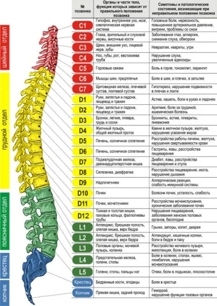 Хребет людини будова і відділи, схема, скільки відділів і що забезпечує гнучкість (відділи) Хребет людини будова і відділи, схема, скільки відділів і що забезпечує гнучкість