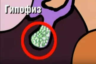 Препарати гормонів гіпофіза