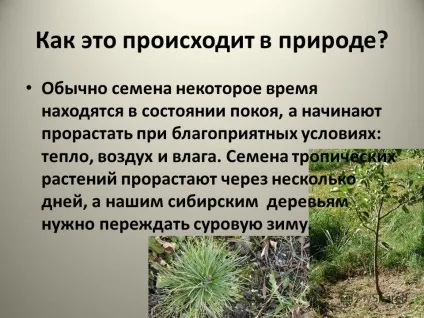 Презентація на тему чому потрібно берегти дерева чому потрібно берегти дерева дослідний (дерева) Презентація на тему чому потрібно берегти дерева чому потрібно берегти дерева дослідний