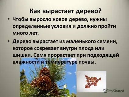 Презентація на тему чому потрібно берегти дерева чому потрібно берегти дерева дослідний (2-в клас Лисичанськ 2014 г.) Презентація на тему чому потрібно берегти дерева чому потрібно берегти дерева дослідний
