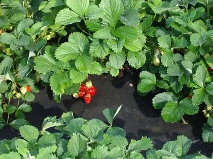 Застосування геотекстилю в садівництві і в ландшафтному дизайні (застосування) Застосування геотекстилю в садівництві і в ландшафтному дизайні