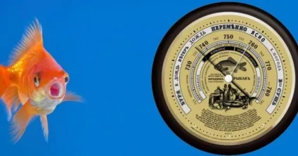 При якому атмосферному тиску краще клює риба, підвищений і знижений тиск (підвищений) При якому атмосферному тиску краще клює риба, підвищений і знижений тиск