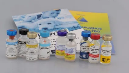 Щеплення цуценятам лабрадора