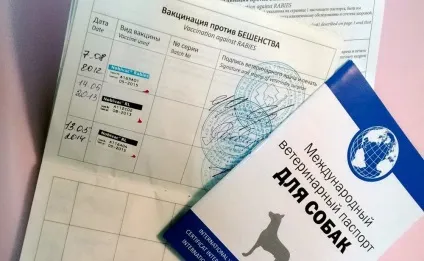 Щеплення цуценятам лабрадора