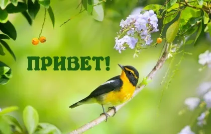 Прикольні, смішні та красиві картинки зі словом привіт (279 шт (смішні) Прикольні, смішні та красиві картинки зі словом привіт (279 шт