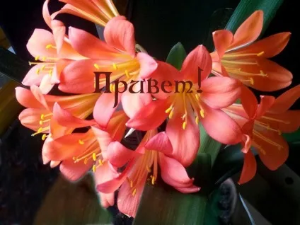 Прикольні, смішні та красиві картинки зі словом привіт (279 шт (словом) Прикольні, смішні та красиві картинки зі словом привіт (279 шт
