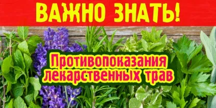 Протипоказання лікарських трав, корисні поради (лікарських) Протипоказання лікарських трав, корисні поради