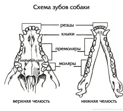 Профілактика і лікування хвороб зубів