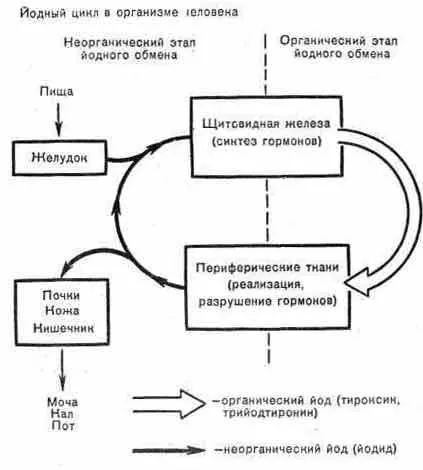 Радіонуклідна діагностика захворювань щитовидної залози - радіонуклідні дослідження в (радіонуклідні) Радіонуклідна діагностика захворювань щитовидної залози - радіонуклідні дослідження в