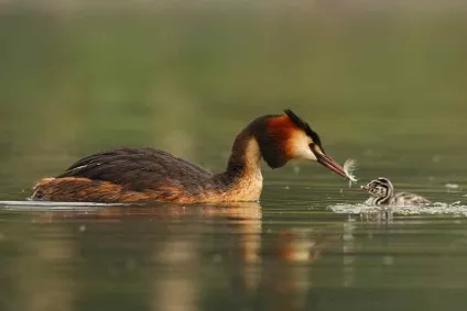 Птах чомга - сама незвичайна і дивовижна птах, живе у воді, пірнає з пташенятами на спині, (фото чомги) Птах чомга - сама незвичайна і дивовижна птах, живе у воді, пірнає з пташенятами на спині,