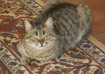 Розповідь про улюблений кошеня, 2 клас (клас) Розповідь про улюблений кошеня, 2 клас