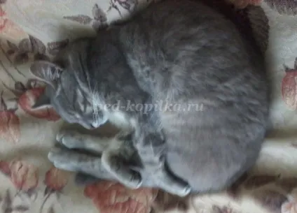Розповідь про улюблений кошеня, 2 клас (розповідь) Розповідь про улюблений кошеня, 2 клас