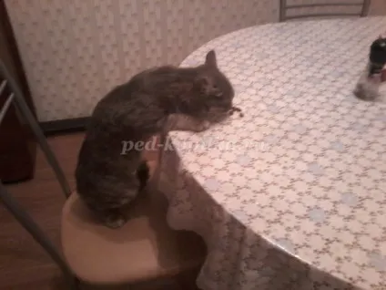 Розповідь про улюблений кошеня, 2 клас (улюблений сірий друг) Розповідь про улюблений кошеня, 2 клас