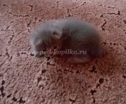 Розповідь про улюблений кошеня, 2 клас (улюблений сірий друг) Розповідь про улюблений кошеня, 2 клас