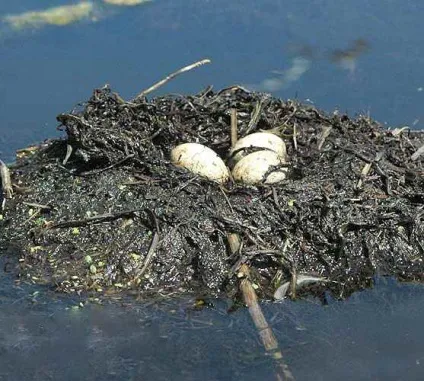 Птах чомга - сама незвичайна і дивовижна птах, живе у воді, пірнає з пташенятами на спині, (чомга) Птах чомга - сама незвичайна і дивовижна птах, живе у воді, пірнає з пташенятами на спині,