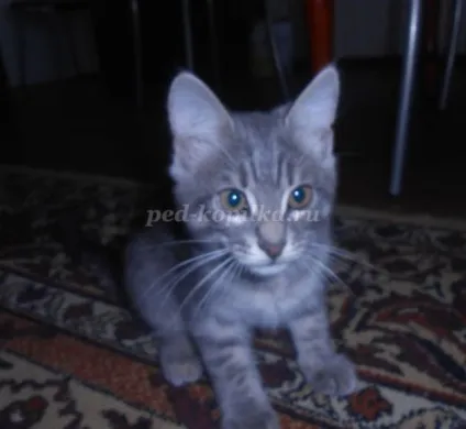 Розповідь про улюблений кошеня, 2 клас (клас) Розповідь про улюблений кошеня, 2 клас