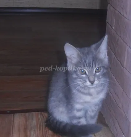 Розповідь про улюблений кошеня, 2 клас (розповідь) Розповідь про улюблений кошеня, 2 клас