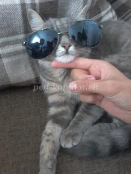 Розповідь про улюблений кошеня, 2 клас (клас) Розповідь про улюблений кошеня, 2 клас