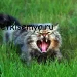 Дитина лається матом на уроці, все про дітей і сім'ю