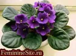 Рослини тільця - психологічна і фізична допомога (підійде якнайкраще) Рослини тільця - психологічна і фізична допомога