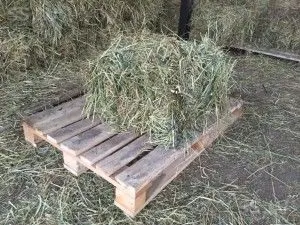Розведення ондатри в домашніх умовах що їсть (домашніх) Розведення ондатри в домашніх умовах що їсть