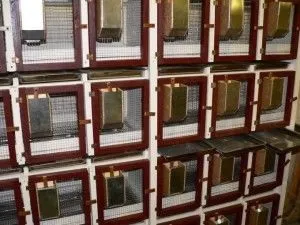 Розведення ондатри в домашніх умовах що їсть (розведення) Розведення ондатри в домашніх умовах що їсть