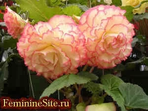 Рослини тільця - психологічна і фізична допомога (глоксинія синнінгія прекрасна) Рослини тільця - психологічна і фізична допомога