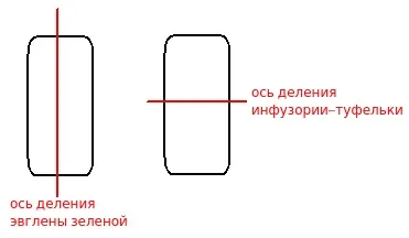 Розмноження інфузорії-туфельки (інфузорії-туфельки) Розмноження інфузорії-туфельки