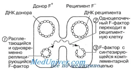 розмноження бактерій