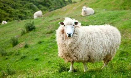 Розведення овець з чого почати покроковий план (розведення) Розведення овець з чого почати покроковий план