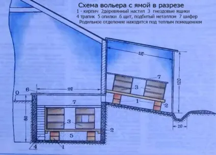 Розведення ондатри в домашніх умовах (умовах) Розведення ондатри в домашніх умовах