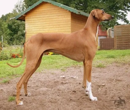 Рідкісні та унікальні породи собак (собак.) Рідкісні та унікальні породи собак