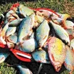 Річка сестра, російська рибалка