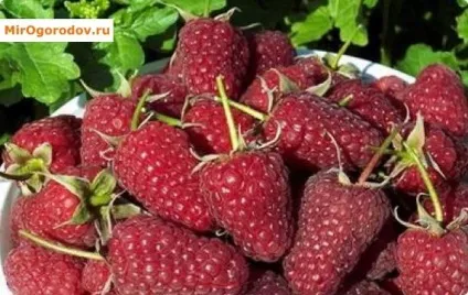 Ремонтантна малина характеристика, сортимент, прийоми інтенсивної агротехніки (характеристика) Ремонтантна малина характеристика, сортимент, прийоми інтенсивної агротехніки