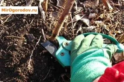 Ремонтантна малина характеристика, сортимент, прийоми інтенсивної агротехніки (інтенсивної) Ремонтантна малина характеристика, сортимент, прийоми інтенсивної агротехніки
